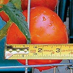 Main Crop tomatoes mature in mid season.