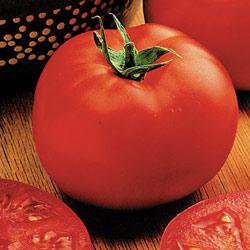 Tomato Keepsake Hybrid Remains Sweet and Firm for Up to 6 Weeks After Harvest!