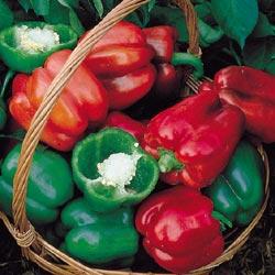 Read the fact sheet Growing Peppers in the Home Garden Attachment 3 (http://ohioline.osu.edu/hyg-fact/1000/1618.html) Here are a few extra tips: 1.