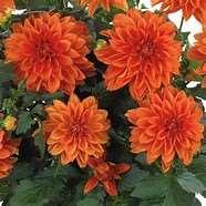 00 HYPNOTICA ORANGE: was given its name because it hypnotizes and intrigues. It s an appropriate name for a flower that has all the qualities to dominate its surroundings.
