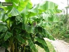 50 MUSA BASJOO, BANANA PLANT: Want an instant jungle-feel to your garden? Plant a musa basjoo.