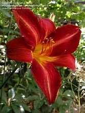 ANZAC DAYLILY: A re-blooming daylily with big deep red