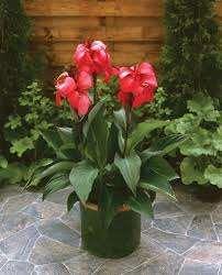 TROPICAL ROSE CANNA: Reaching only 24-30in in height, with a spread of about 16-18in Can be started indoors in March.