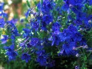 BLUE BUTTERFLY DELPHINIUM: Profusely branching genetically compact dwarf larkspur with masses of flowers
