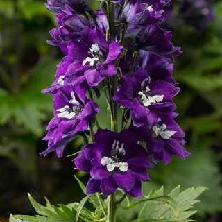 This series is earlier to flower with better heat tolerance than other delphiniums of this type.