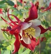 Red And White Columbine: will grow to be about 12 inches tall at maturity extending to 16
