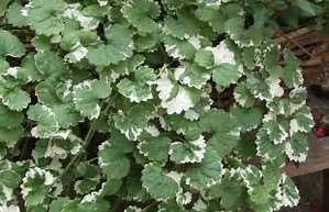 CREEPING CHARLIE: Glechoma hederacea is an aromatic, perennial, evergreen creeper of