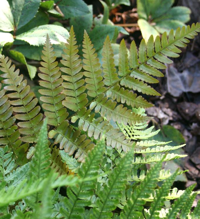 THIS WEEK S GREEN GARDEN AT BEHNKE NURSERIES Autumnal Bliss Hardy Ferns sale 20% off for Behnke Garden Club Members You must have a spot crying out for a fern.