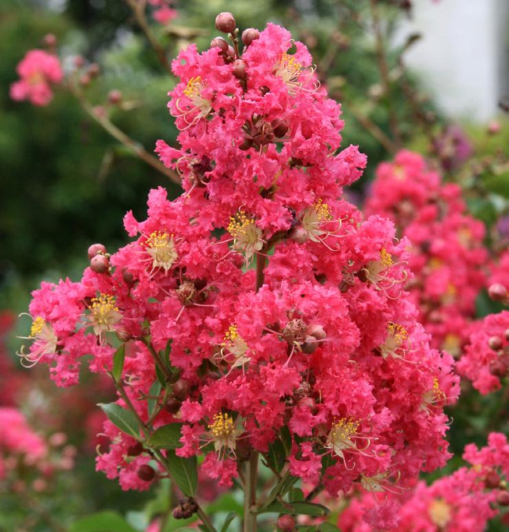 Crape Myrtles sale 1/3 off Crape myrtles bloom in clusters from mid to late summer in colors ranging from white to shades of red,