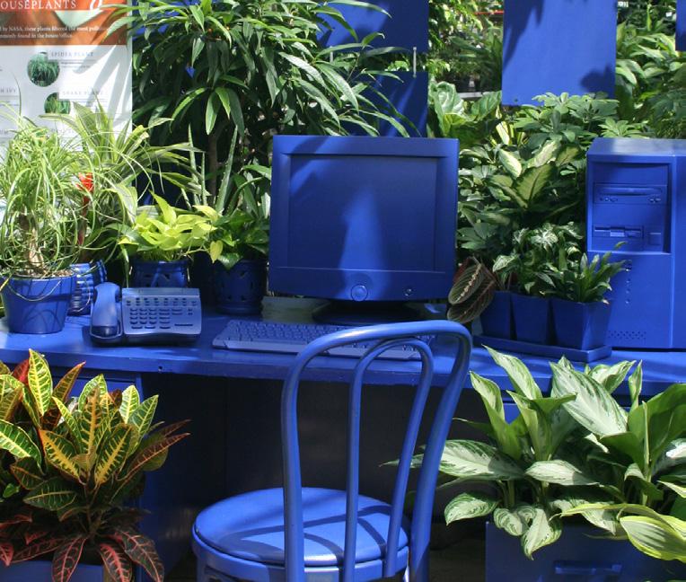 Visit our Houseplants Greenhouse where you will find lots of