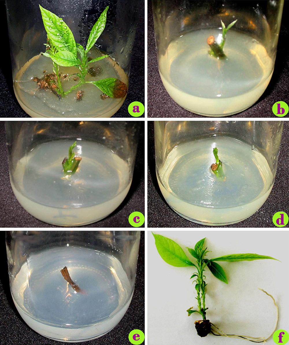 126 D.T. Nhut et al. / Scientia Horticulturae 115 (2008) 124 128 Fig. 1. Avocado shoot and root formation in vitro. (a) Avocado shoot after 5 months culture.
