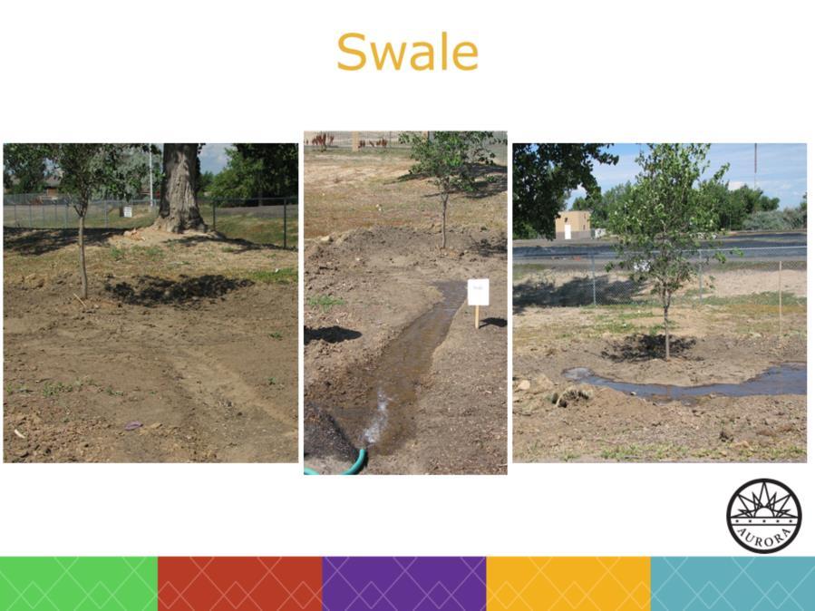 In the above photographs, you see first a shallow swale dug into a gently sloping area. The swale ends in a shallow bowl also known as a catchment basin - around a newly planted tree.