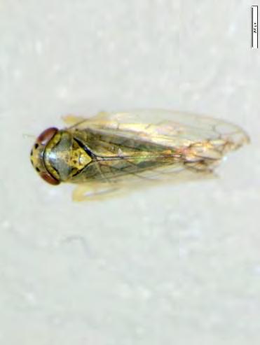 The Hunt for Leafhopper Vectors of Western X in Washington