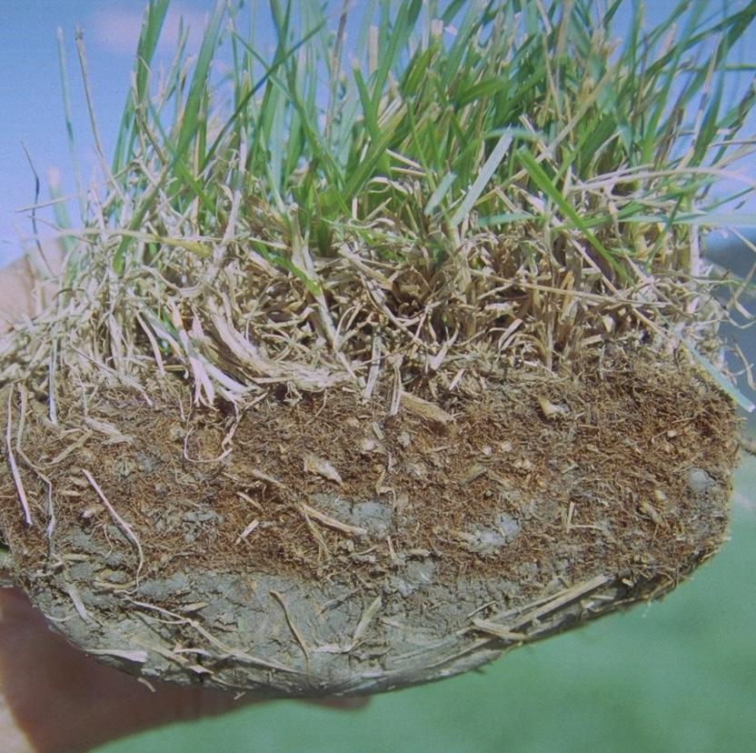 Figure 3. An excessive thatch layer in a Kentucky bluegrass lawn. Another maintenance task to take care of in the early spring is to apply a preemergent herbicide.