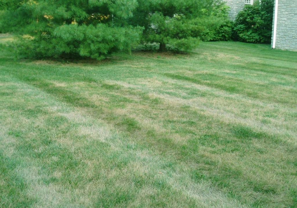 Figure 7. A Kentucky bluegrass lawn beginning drought dormancy. all. In many years rainfall is frequent enough that supplemental water is not required.