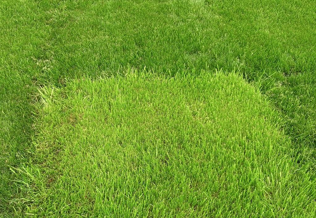 Figure 8. Kentucky 31 tall fescue (front, center) surrounded by modern turf-type tall fescues. on fertilizing, see Fertilizing Your Lawn [AGR 212]).