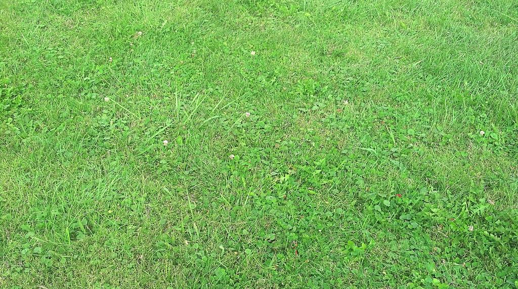 Before any fertilizer is applied to a lawn, a soil test should first be conducted to determine the nutrient and lime requirements (for more information on liming, see Liming Kentucky Lawns [AGR-214]).