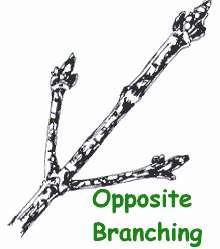 Types of Branching