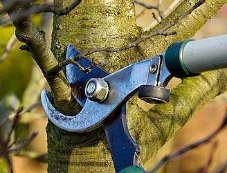 Pruning Step by Step 1. Assess 2. Remove dead, diseased and broken branches 3. Remove crossing branches 4.