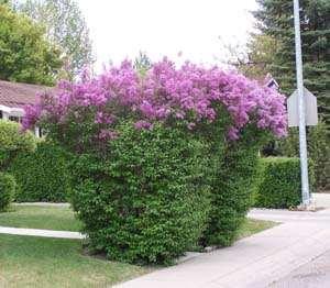 Lilac pruned too