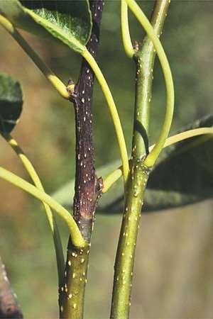 Fire Blight on Apple or Pear Resources http://plantpath.osu.