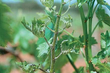 Central Otago Wine Growers: Monthly Seminar Powdery Mildew & Botrytis Control Powdery Mildew I have used the following programme for an organic grower, when powdery mildew had been a problem in the