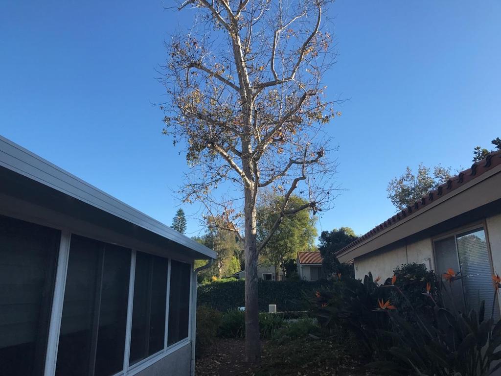 Third Laguna Hills Mutual Tree Removal Request 5412 Via Carrizo (Kim)