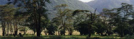 Example: The Lerai Forest in the Ngorongoro