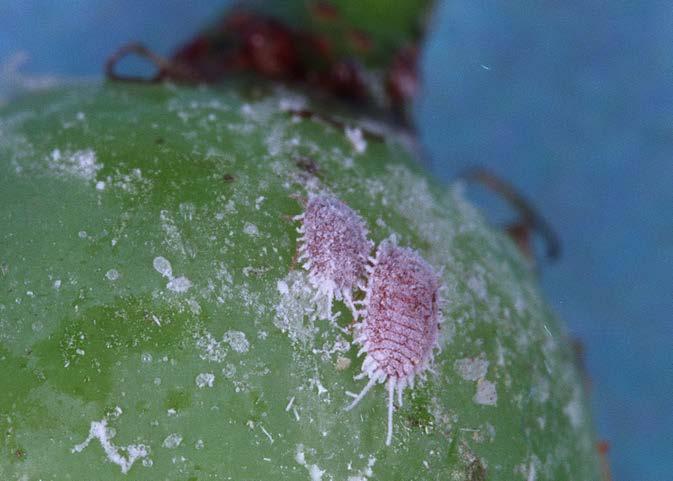 Economic thresholds can change Grape mealybug, Pseudococcus maritimus, was previously considered a minor pest of wine grapes causing little