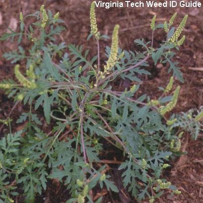 Weed of the Week, Chuck Schuster Common ragweed, Ambrosia artemisiifolia, is a summer annual found in most areas of the United States.
