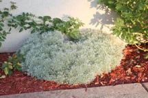 This summer annual can grow from several inches in height to more than 6 feet in total Plant of the Week, Ginny Rosenkranz Artemisia schmidtiana Silver Mound, also known as angels hair or wormwood,