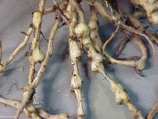 nematode, Below ground symptoms: swollen or knotted roots Meloidogyne sp.