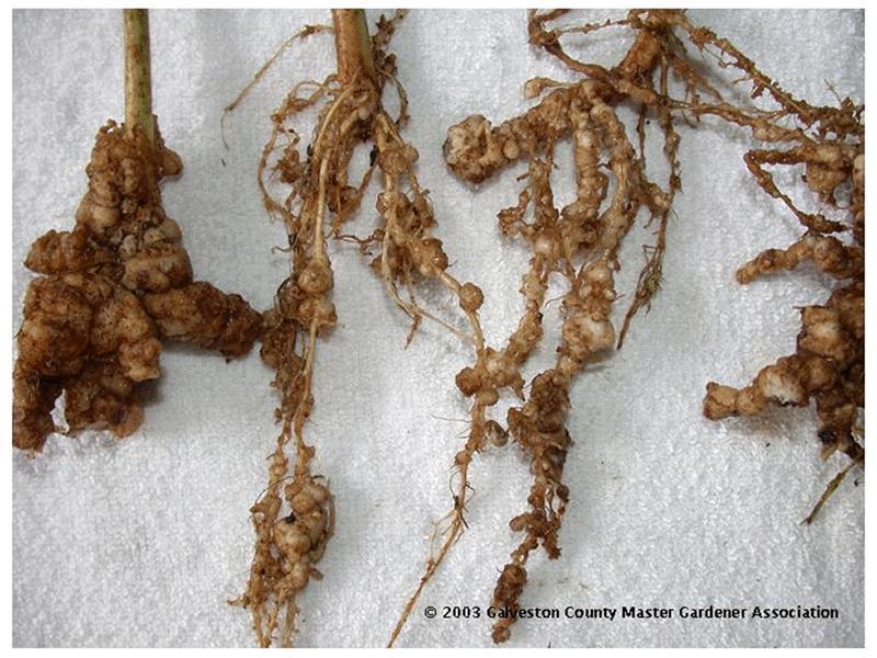 infection on Root galls vary in size and shape depending on the boxwood