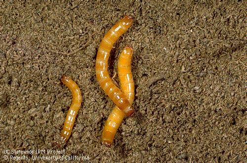 Wireworm Live in soil for up to 6 years
