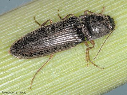 Adult stage Click Beetle Host: Carrots,
