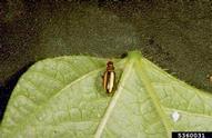 Flea Beetles Row covers Insecticidal soap or