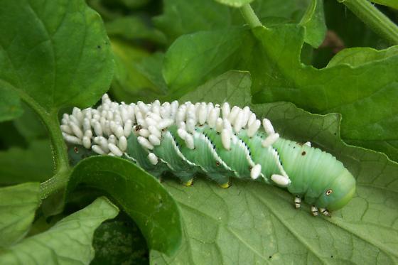larval stages Parasitized by