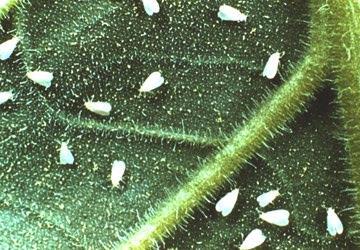 Whiteflies whitefly adults Horticultural Oil Azadirachtin Canola oil Neem oil Insecticidal soap pyrethrins Small, white, usually on underside of