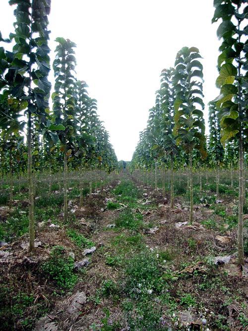 MEXICO 11 month-old teak trees from seeds (left) and from clones (right) in Tabasco province, Mexico, showing uniformity and straightness of clones.