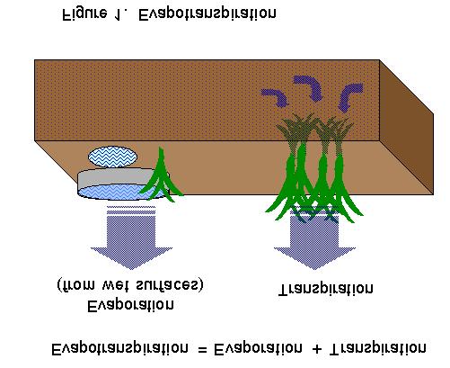 What is evapotranspiration (ET)? Evapotranspiration is a term to describe crop water demand by combining evaporation and transpiration.