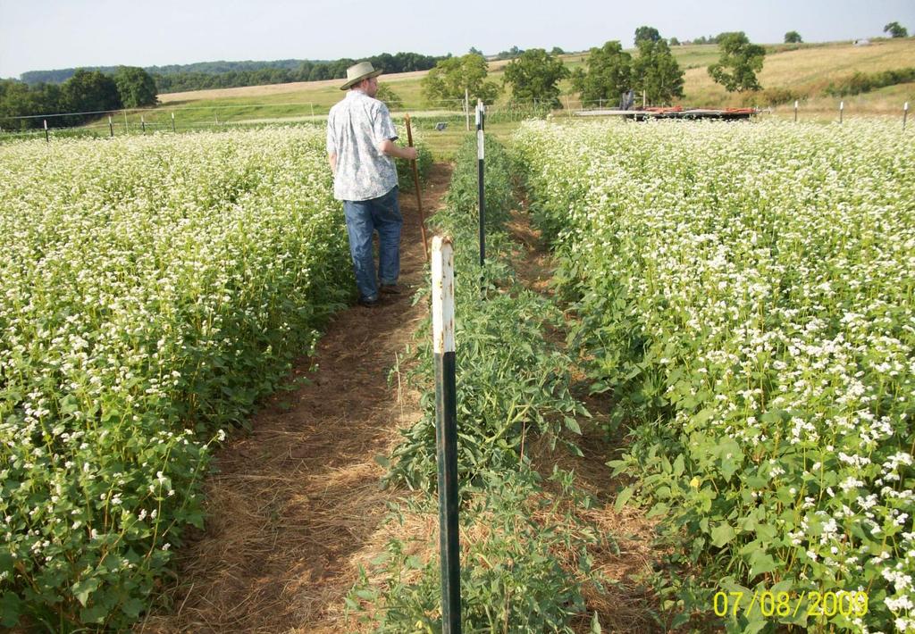 Organic management Encourage air circulation Wide rows, oriented with prevailing winds Intercrop