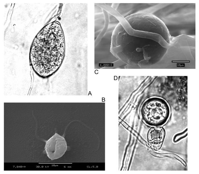 Late blight reproductive structures Phytophthora infestans is an oomycete Used to be considered a fungus; now thought to be more closely related to algae and diatoms Sexual and asexual