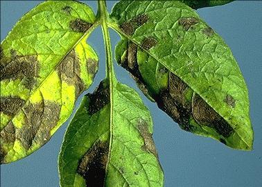 Late blight Unusual in Kentucky most years Infects leaves, stems, tubers, fruit Caused by oomycete,