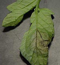 Early blight Common in Kentucky most years Infects leaves, fruit Caused by fungus, Alternaria