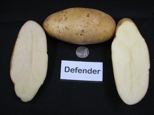 Organic Management Seed selection Resistant potatoes Defender (russet, brown skin and