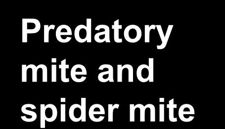 Predatory mite and spider mite