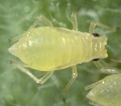different aphid