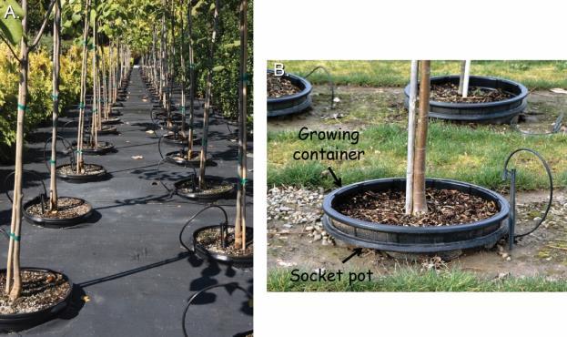 6 Figure 1. Typical components in a pot-in-pot production system. A. Containers on a high density planting using an in-row fabric floor management.