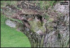 1. Root Defects - Loosened, cracked or broken roots Look for newly developed
