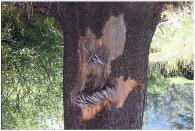 Heartwood rot may be hidden and require close examination to